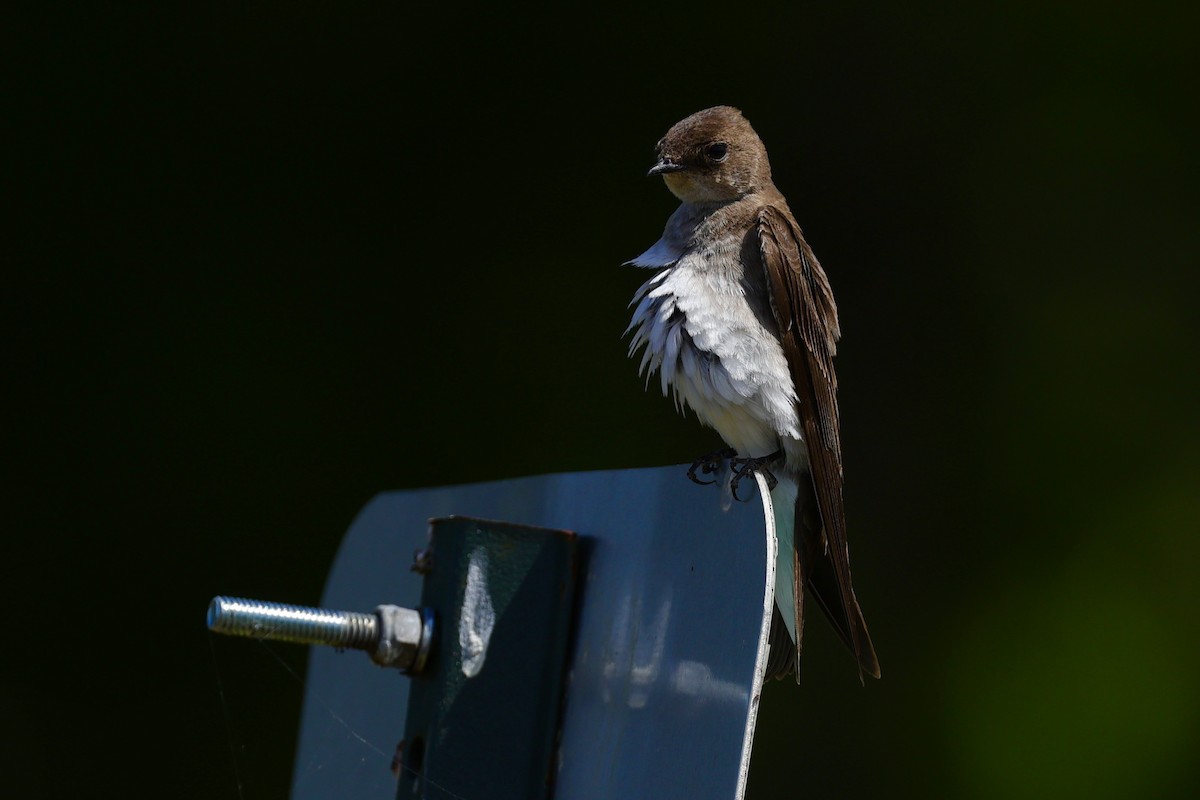 Hirondelle à ailes hérissées - ML619785912