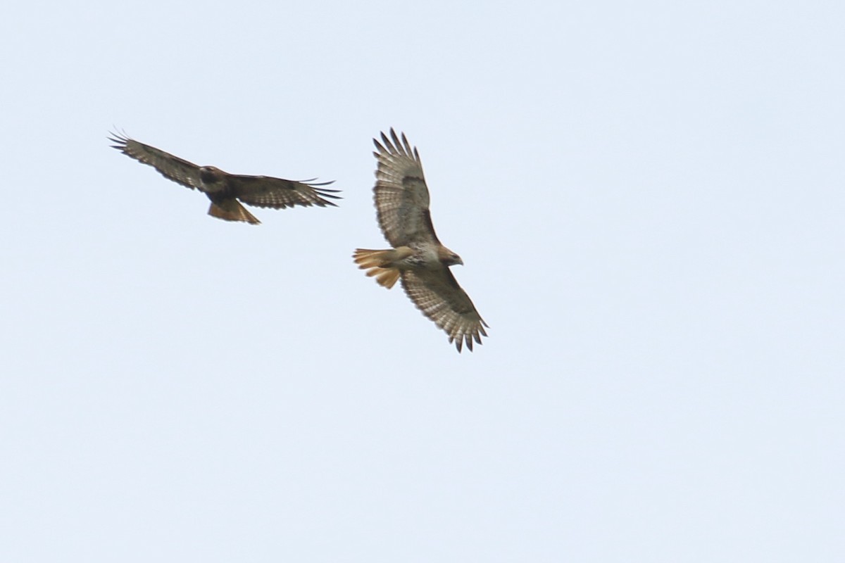 Red-tailed Hawk - ML619785931