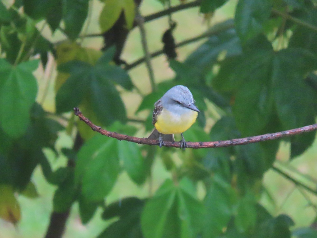 Tropical Kingbird - ML619785935