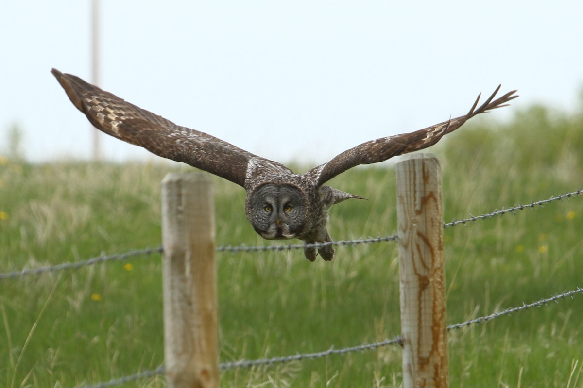 Great Gray Owl - ML619785942