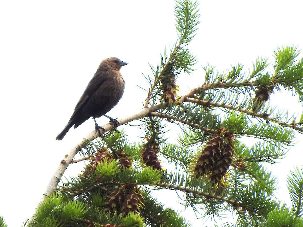 Brown-headed Cowbird - ML619785951