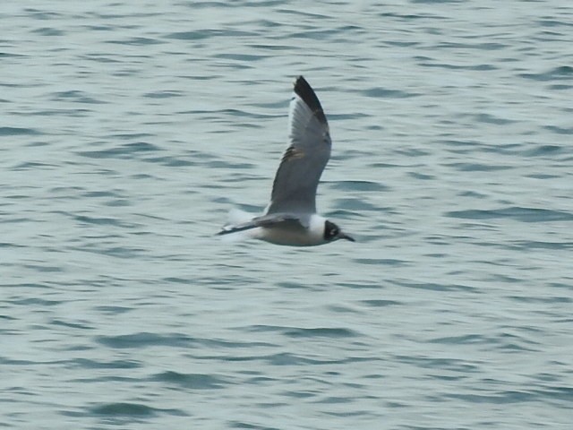 Franklin's Gull - ML619785953