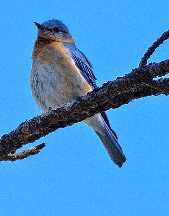 Eastern Bluebird (Mexican) - ML619785973