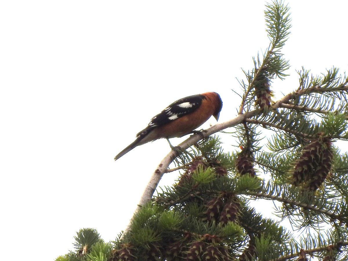 Black-headed Grosbeak - ML619785974