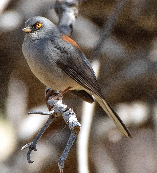 Yellow-eyed Junco - ML619785982