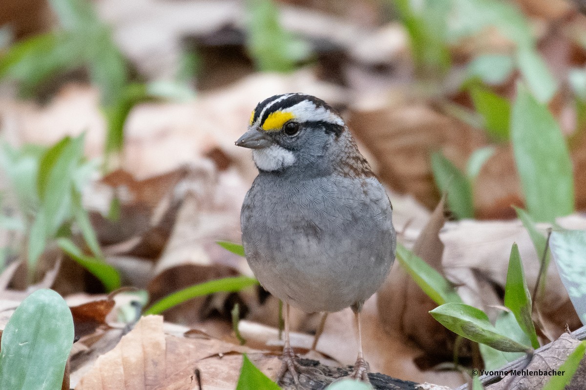 White-throated Sparrow - ML619786008