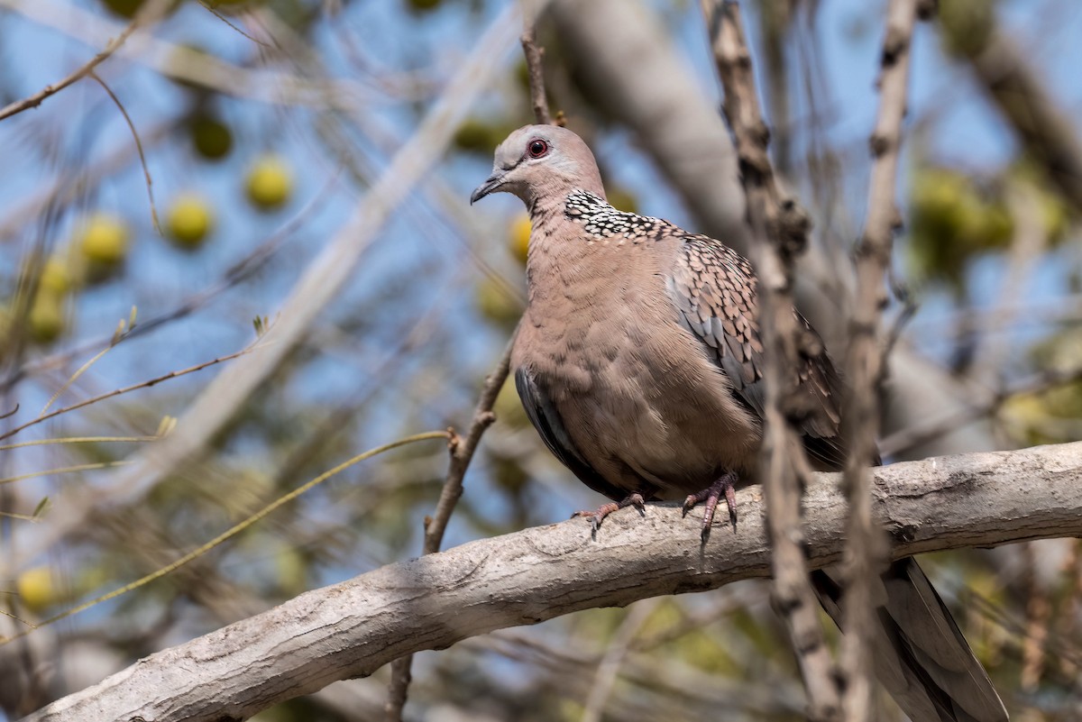 Spotted Dove - ML619786011