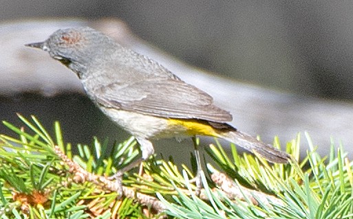 Virginia's Warbler - Kenneth Butler