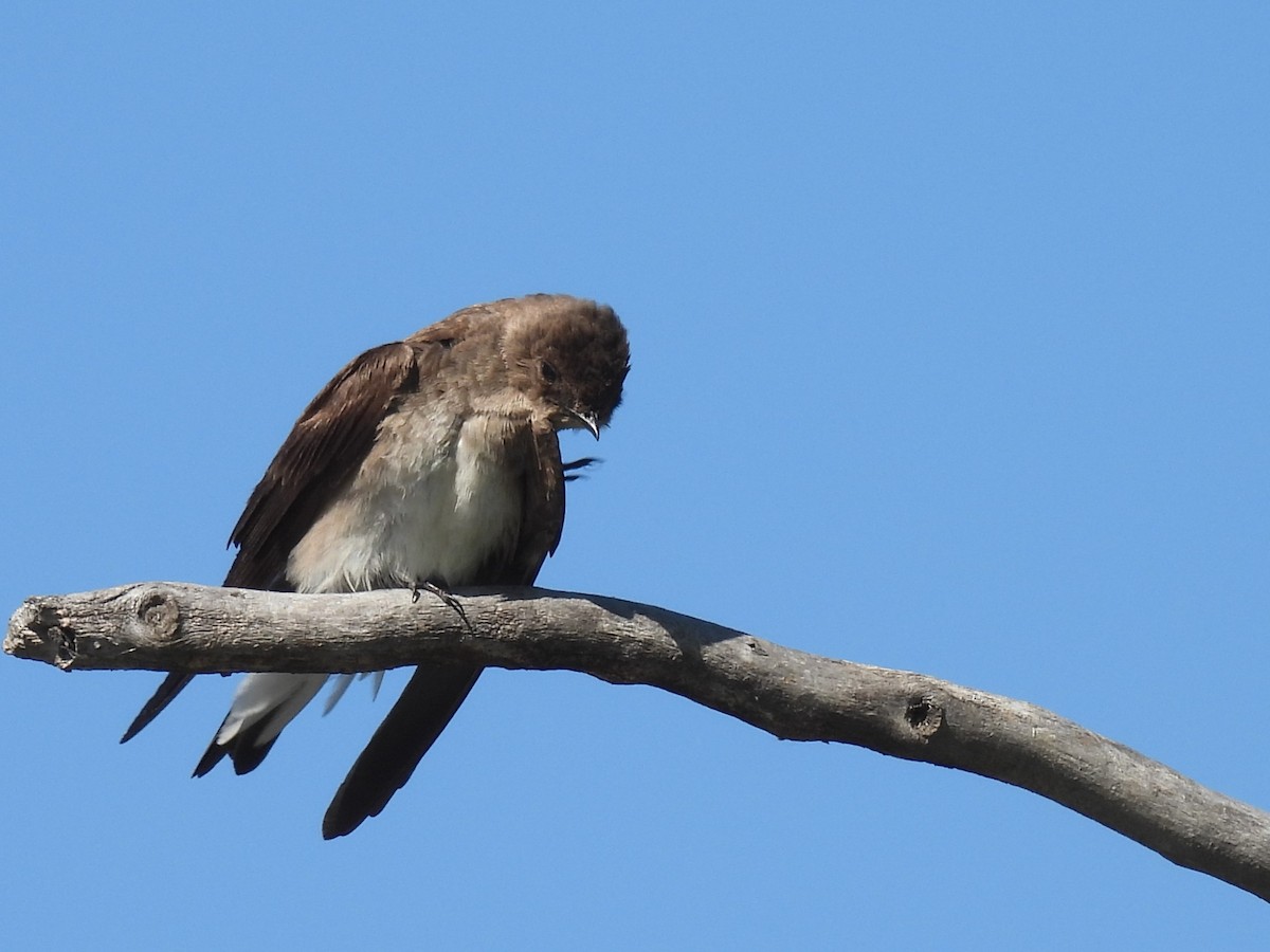Northern Rough-winged Swallow - ML619786033