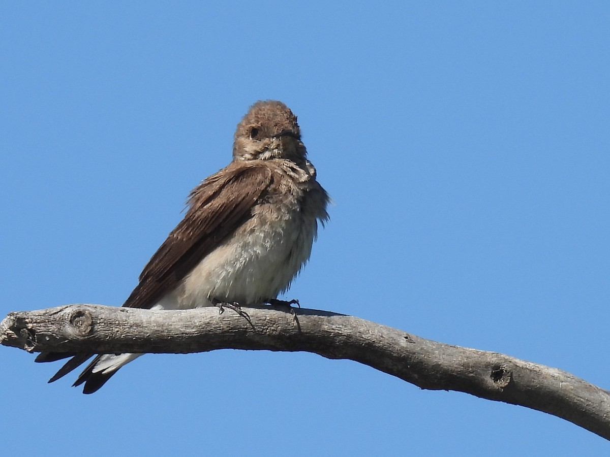Northern Rough-winged Swallow - ML619786034