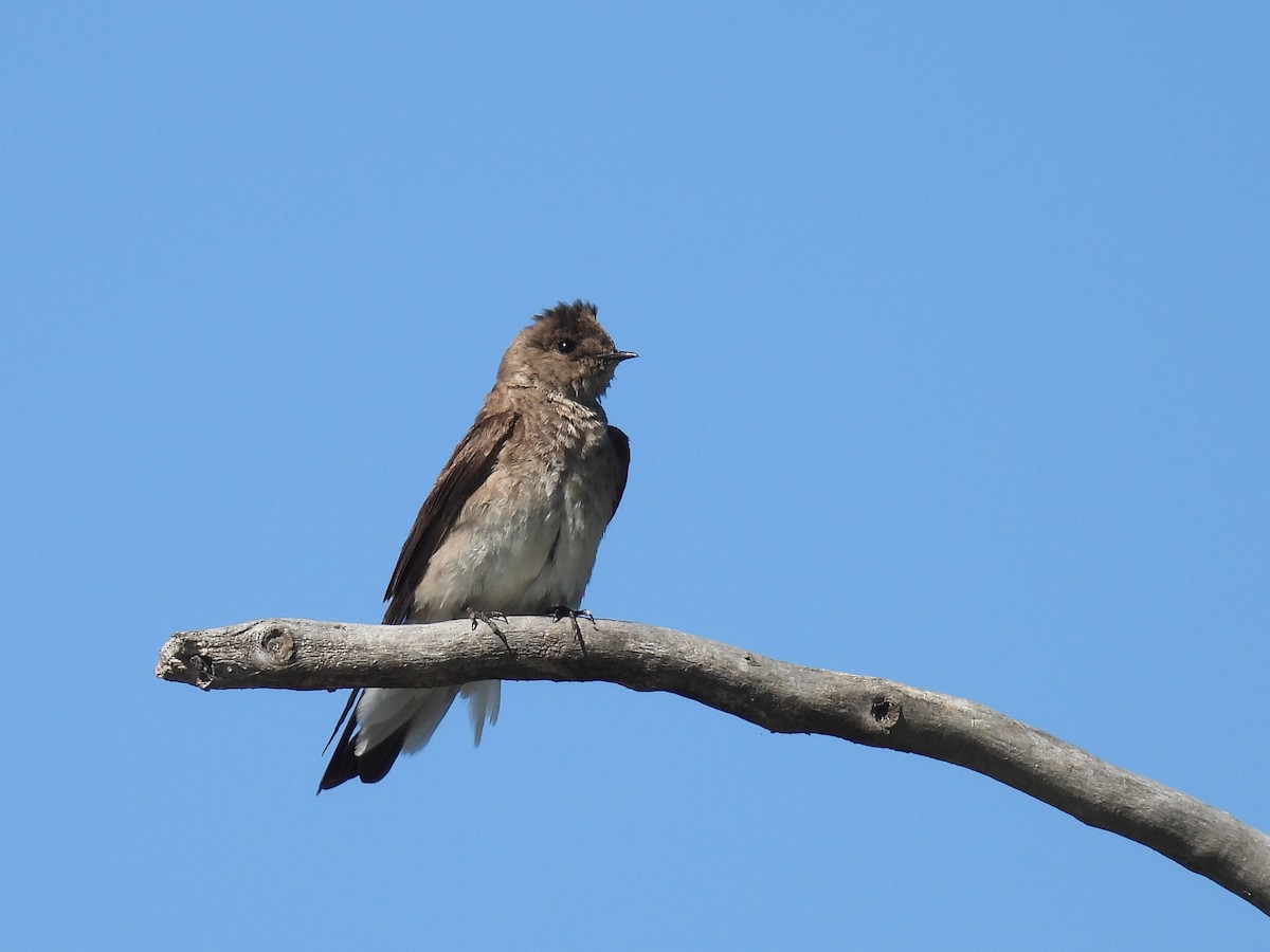 Northern Rough-winged Swallow - ML619786035