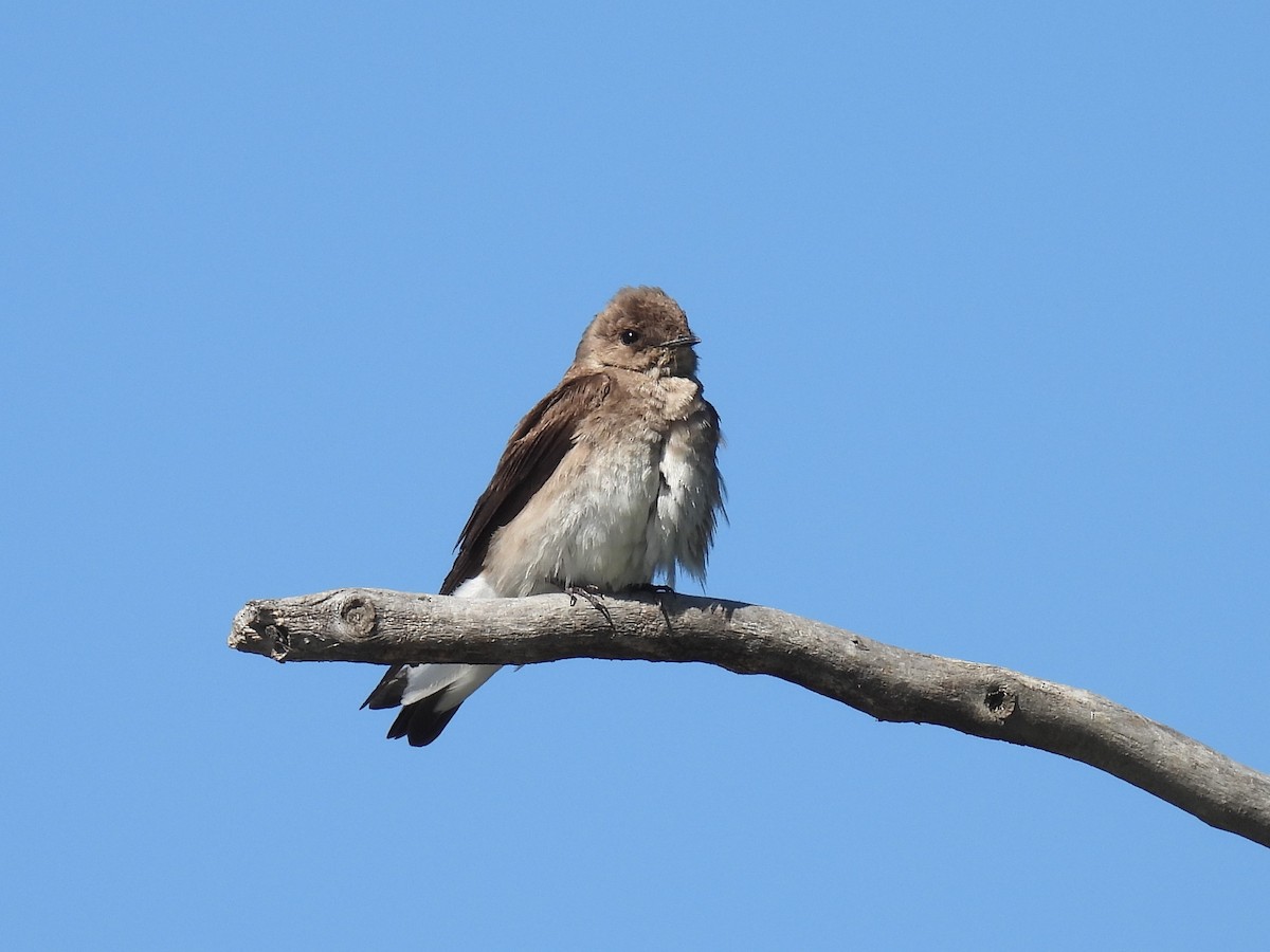 Northern Rough-winged Swallow - ML619786036