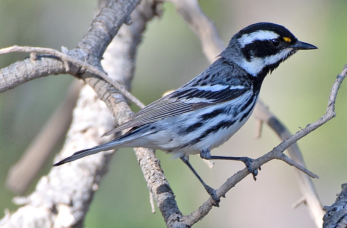 Black-throated Gray Warbler - ML619786042