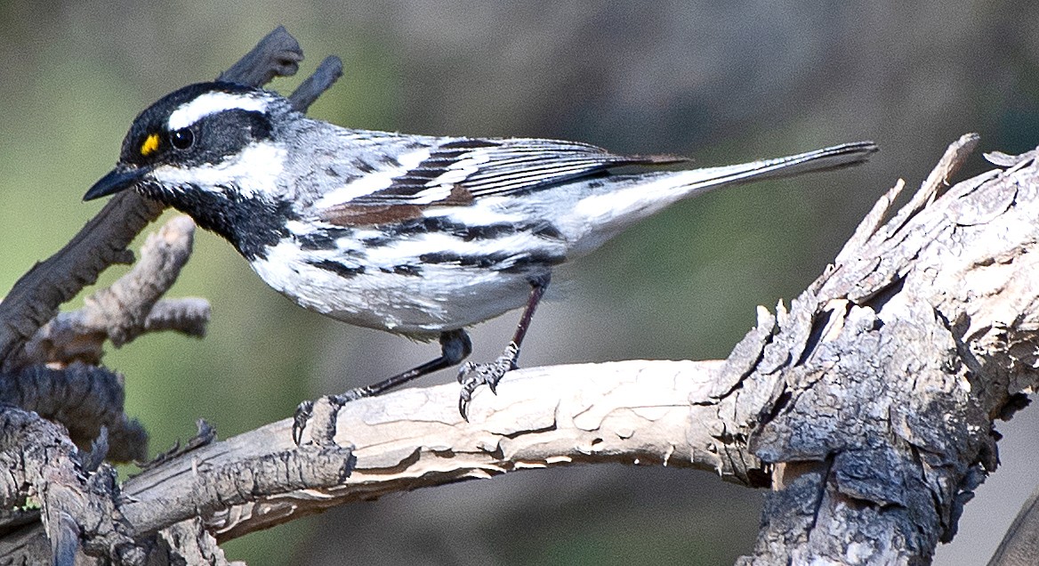 Black-throated Gray Warbler - ML619786043