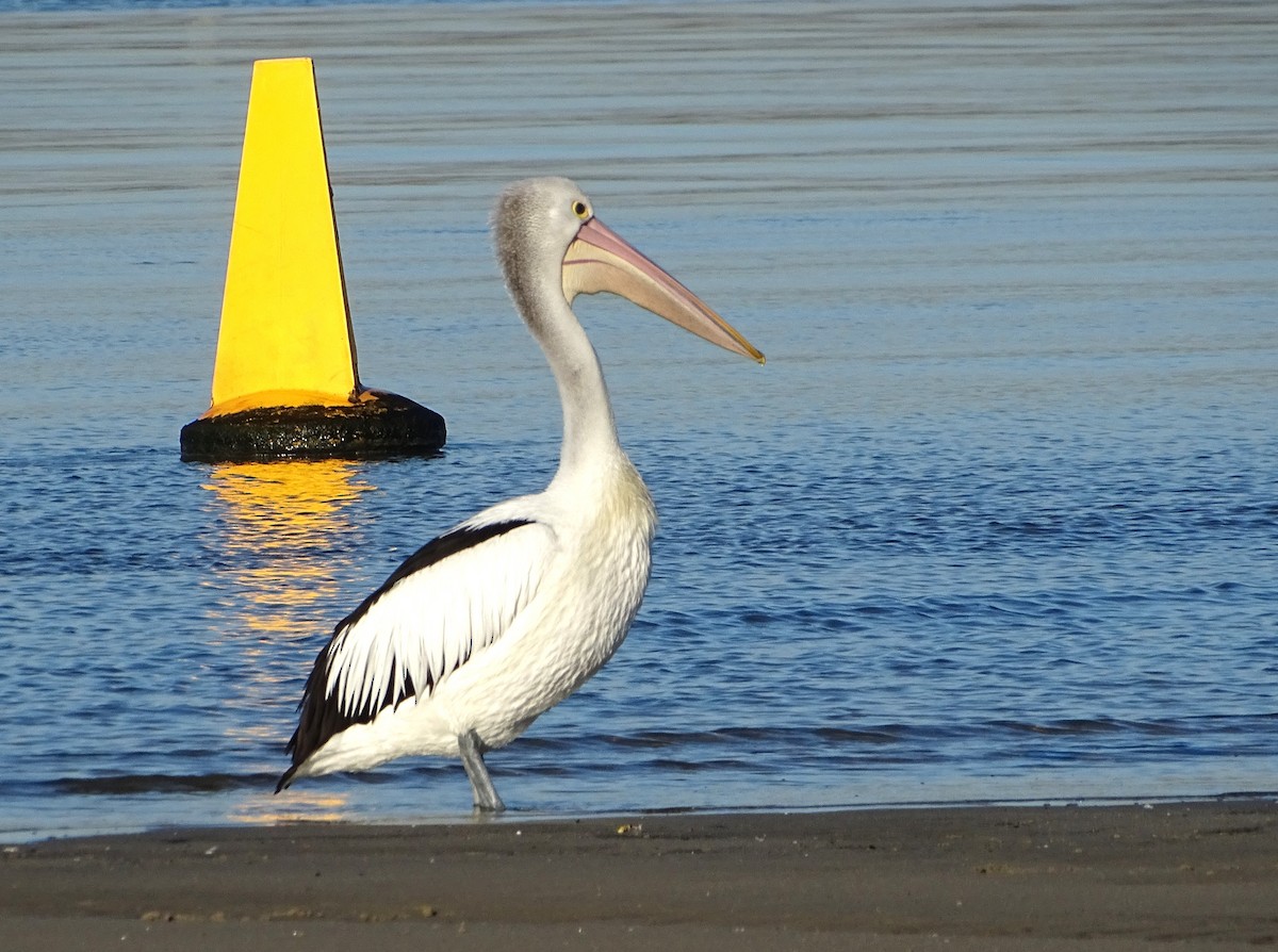 pelikán australský - ML619786056