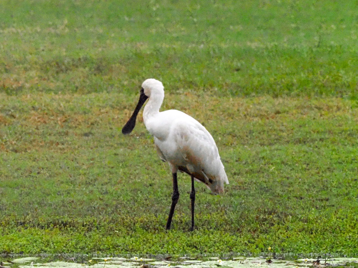 Royal Spoonbill - ML619786065