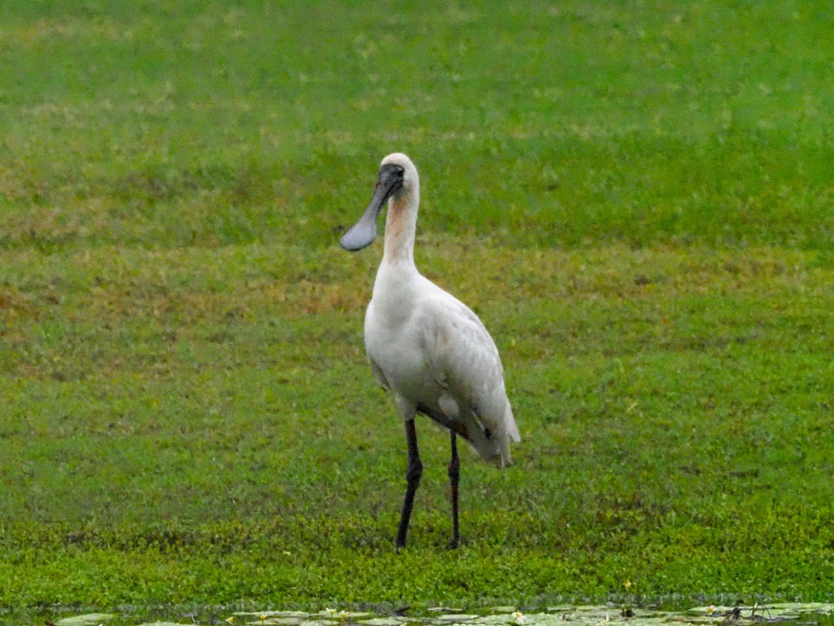 Royal Spoonbill - ML619786066