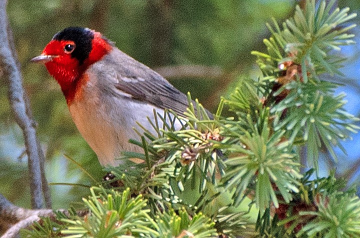 Red-faced Warbler - ML619786074