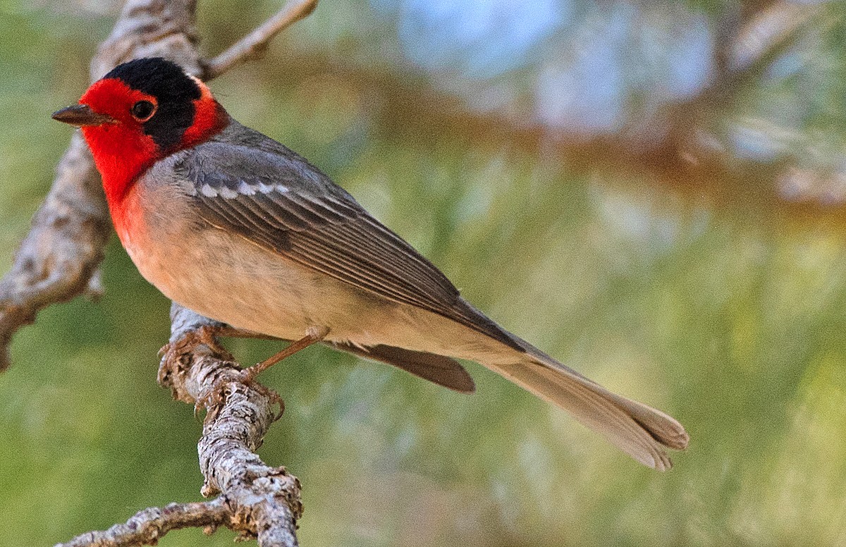 Red-faced Warbler - ML619786075