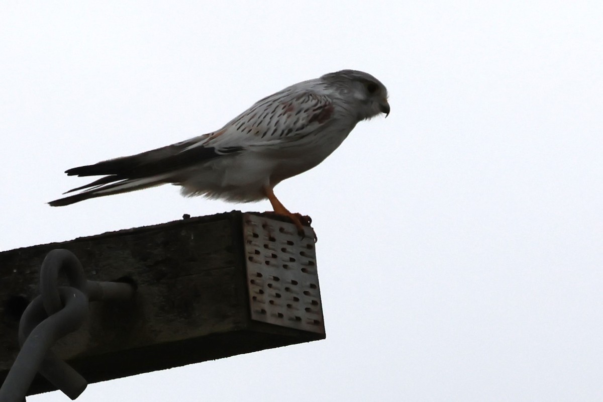 Nankeen Kestrel - ML619786082