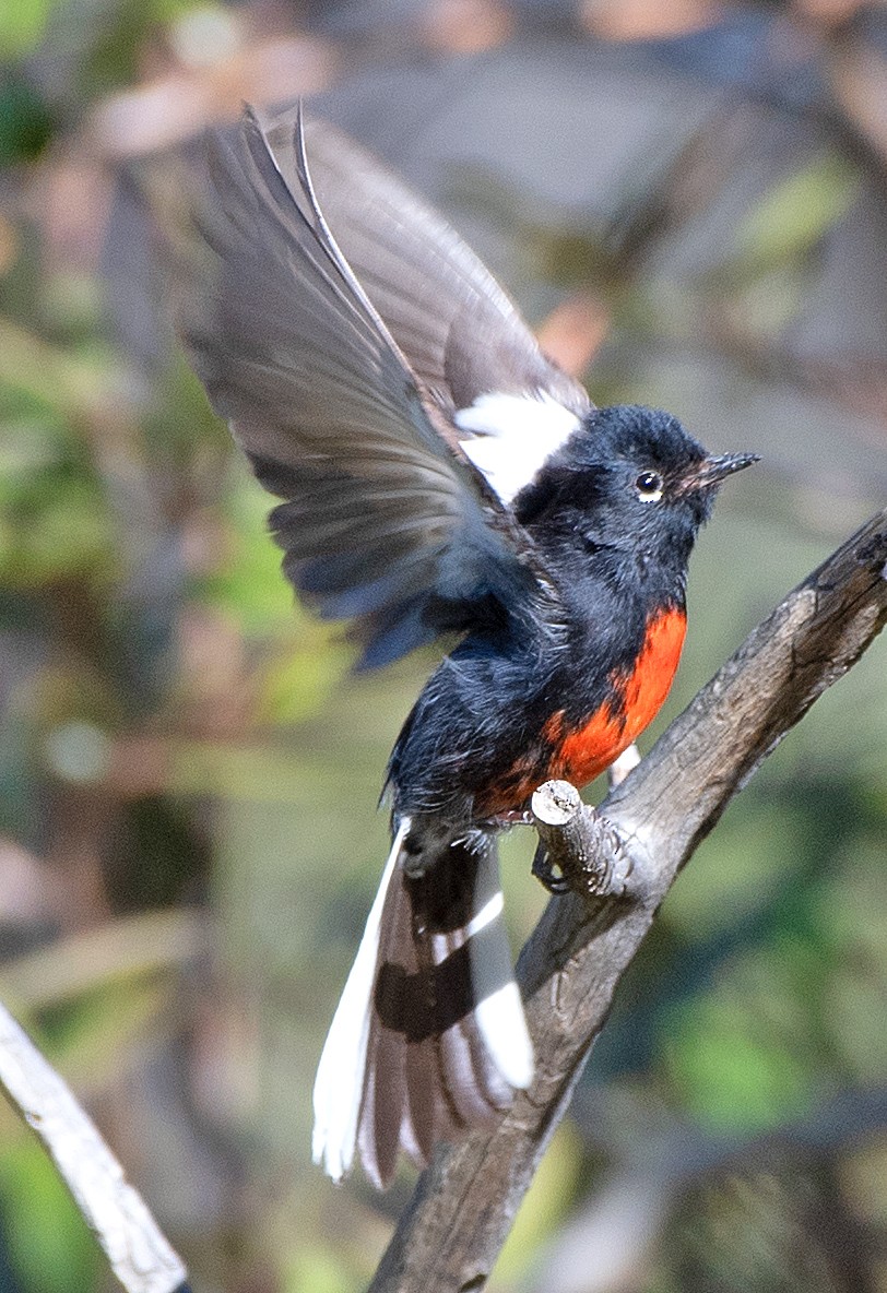 Painted Redstart - ML619786101