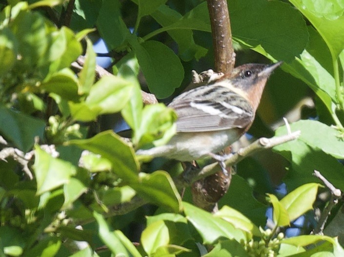 Bay-breasted Warbler - ML619786115