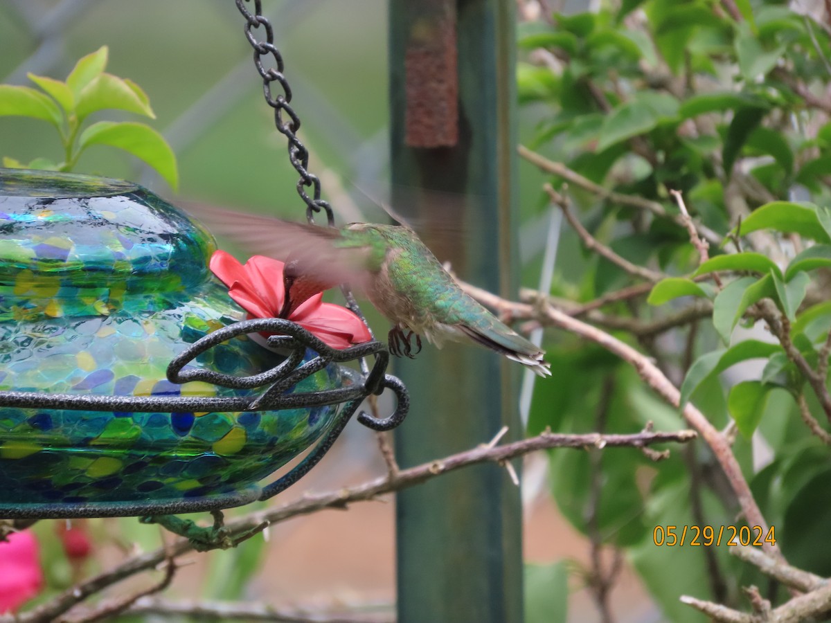 Ruby-throated Hummingbird - ML619786136