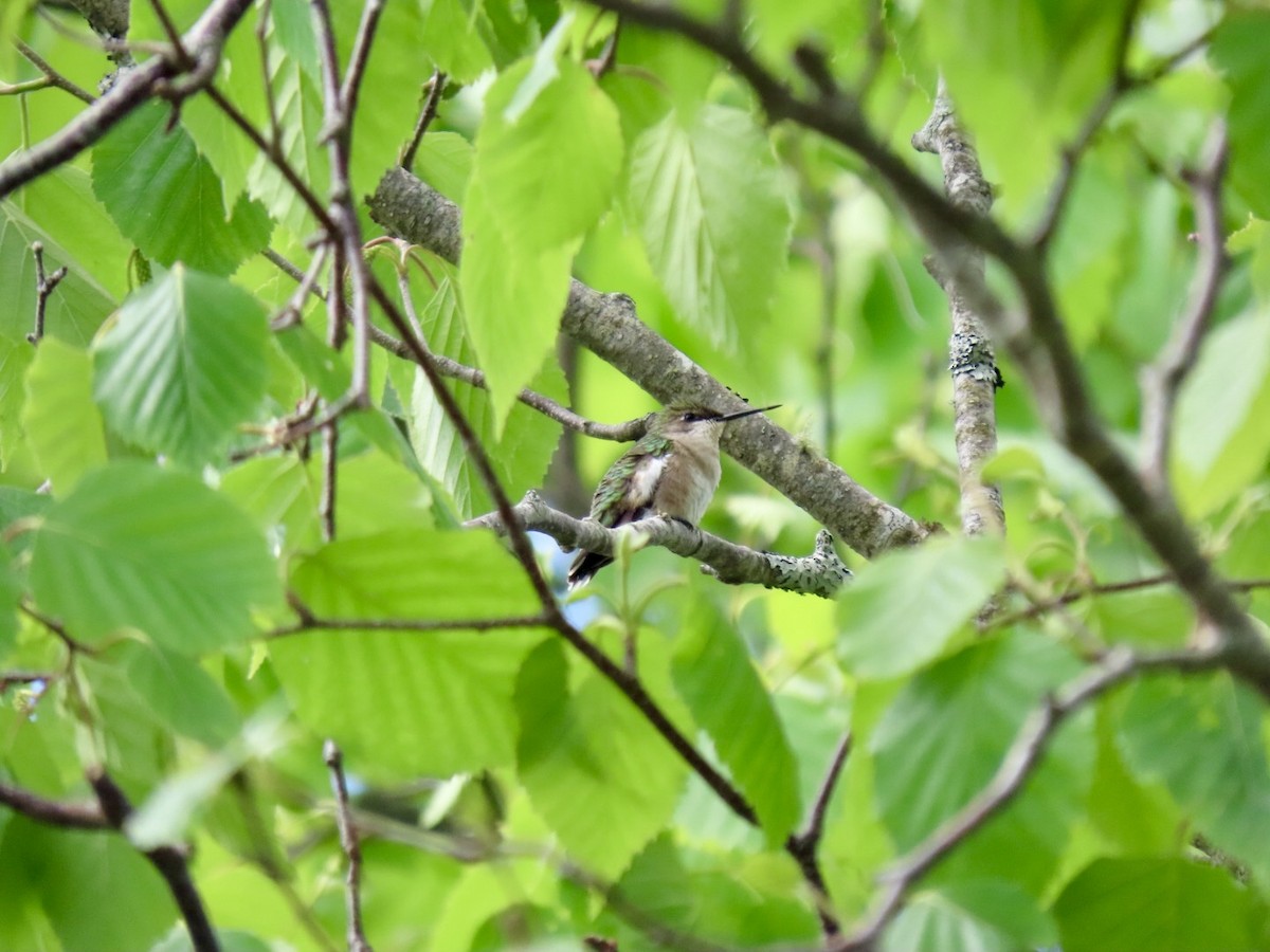 Ruby-throated Hummingbird - ML619786168