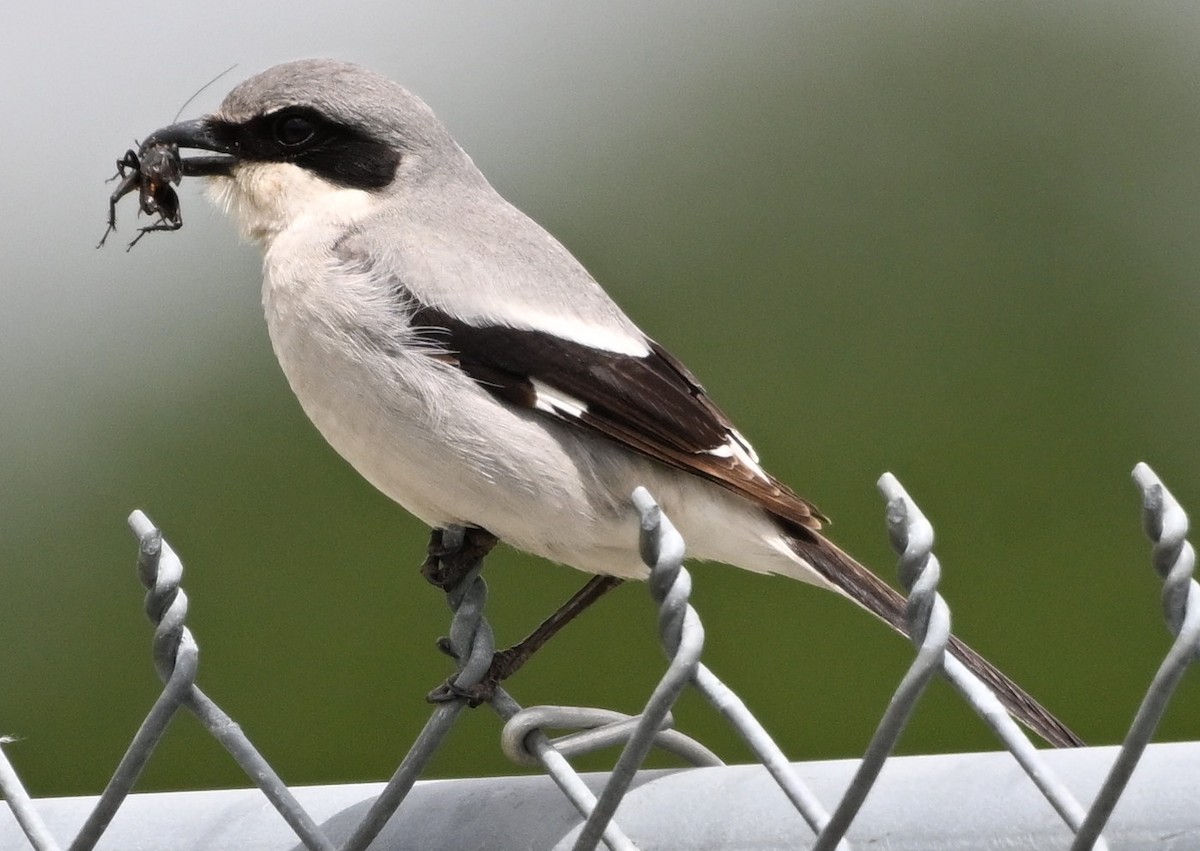 Loggerhead Shrike - ML619786175