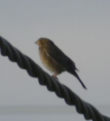 Corn Bunting - ML619786181