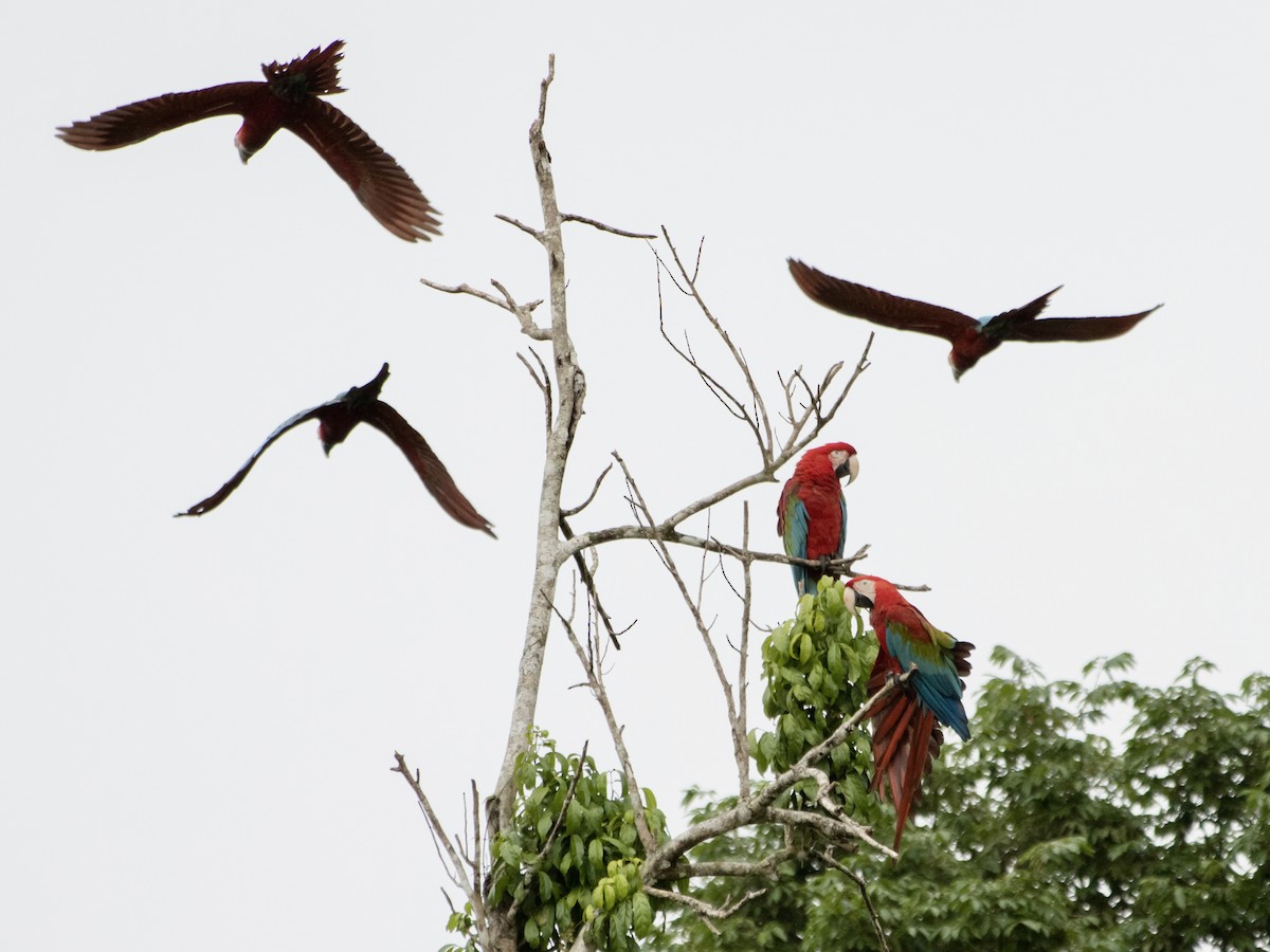 Red-and-green Macaw - ML619786184