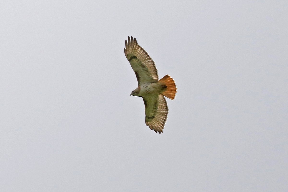 Red-tailed Hawk - ML619786185