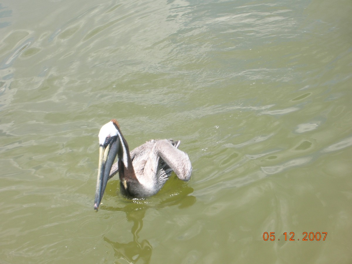 pelikán hnědý - ML619786195