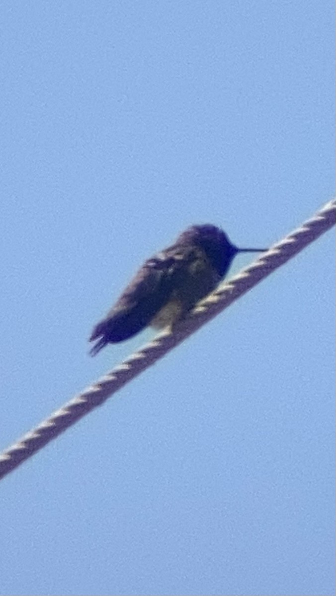 Black-chinned Hummingbird - ML619786214