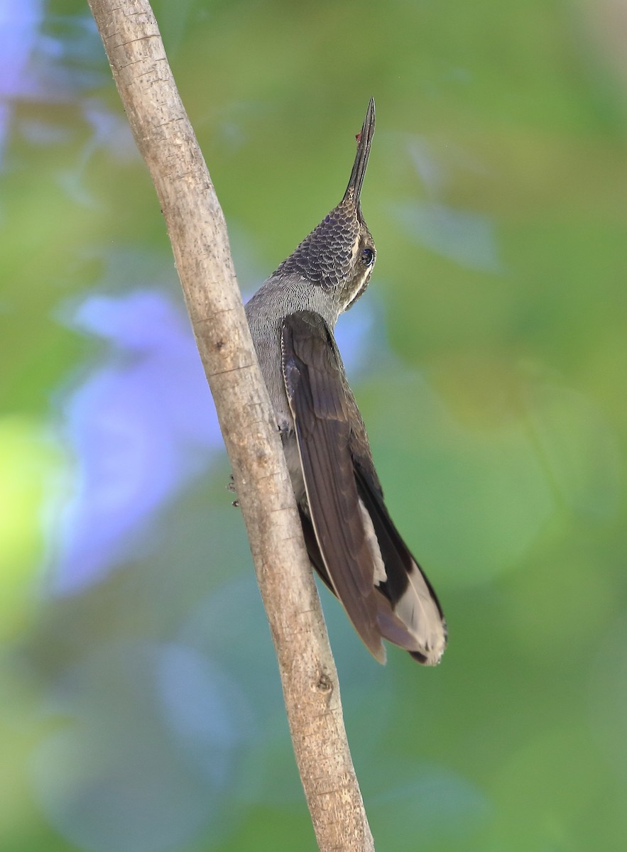 kolibřík blankytohrdlý - ML619786223