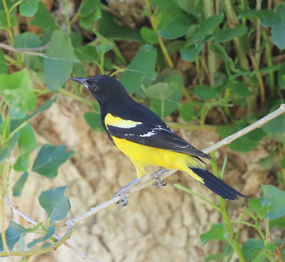 Scott's Oriole - ML619786232