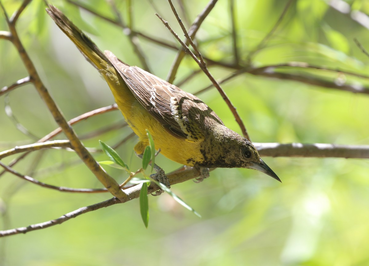 Scott's Oriole - Patricia Isaacson