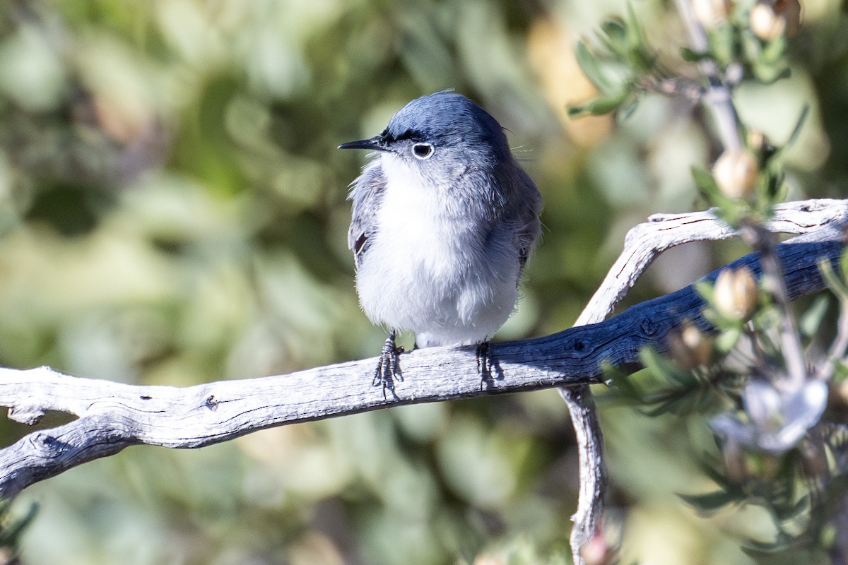 Blue-gray Gnatcatcher - ML619786257