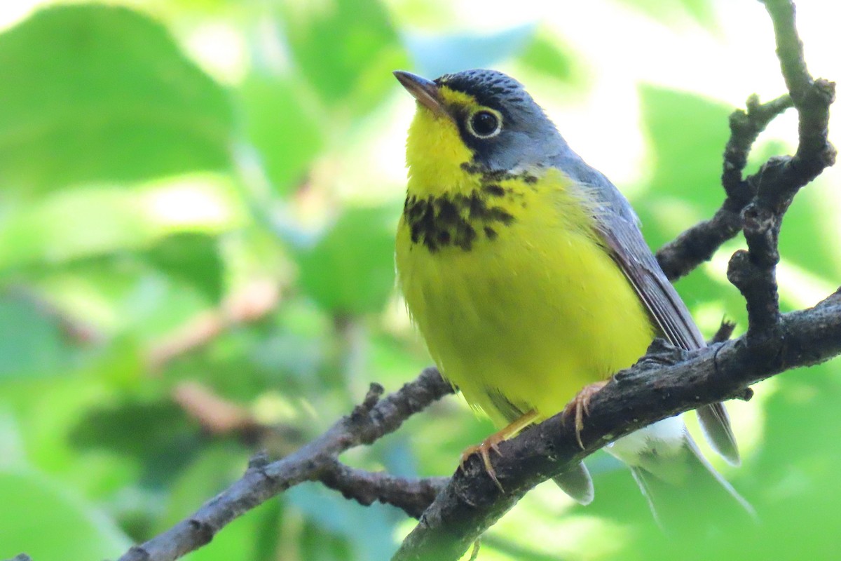 Canada Warbler - ML619786275