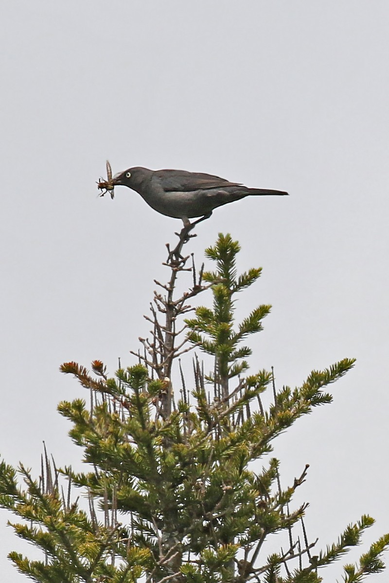 Rusty Blackbird - ML619786279