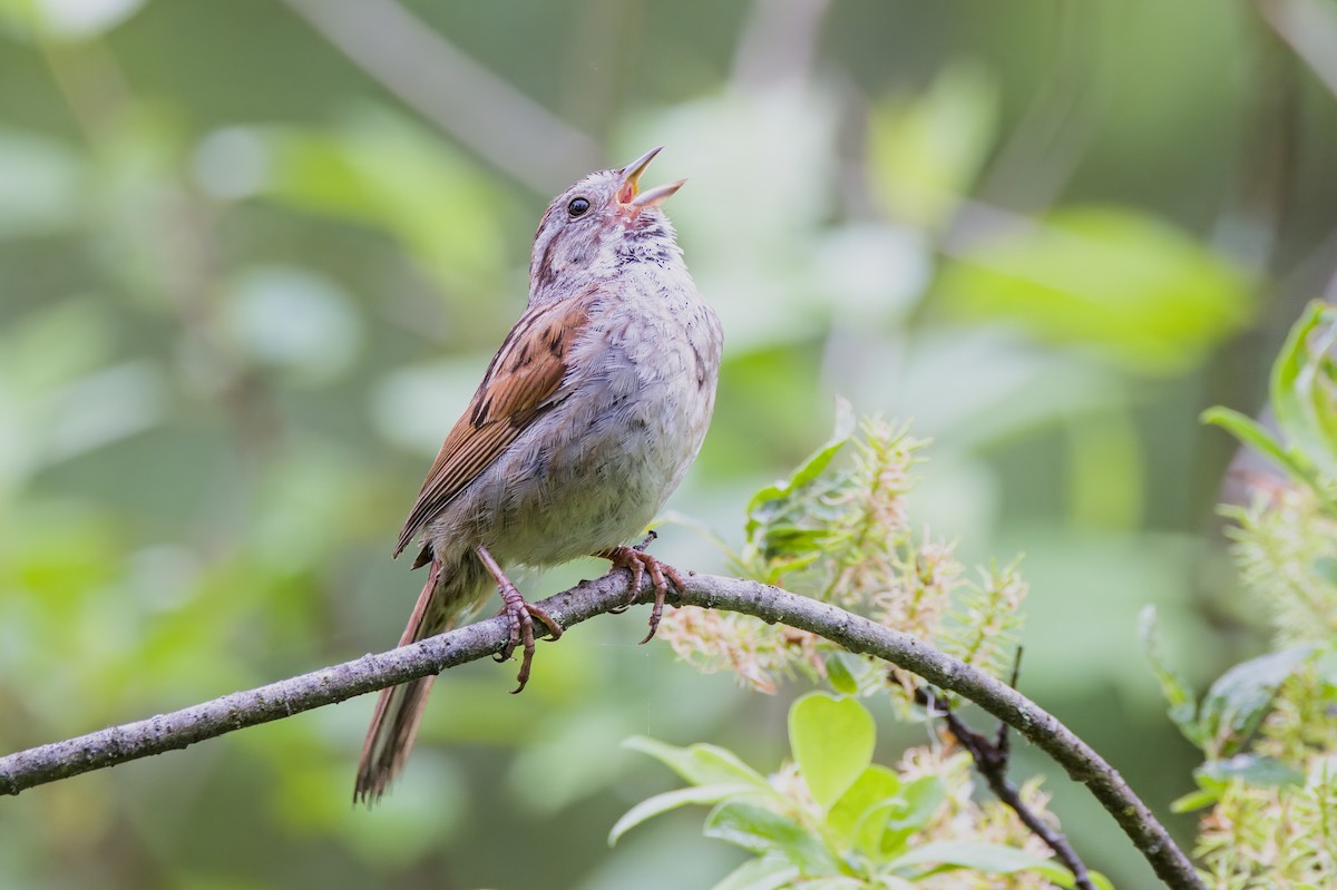 Swamp Sparrow - David Guertin