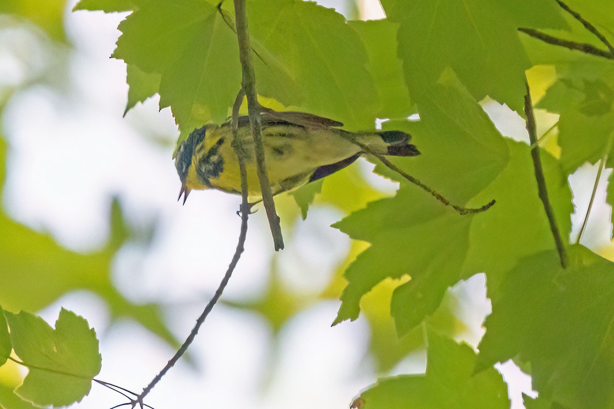 Magnolia Warbler - ML619786306