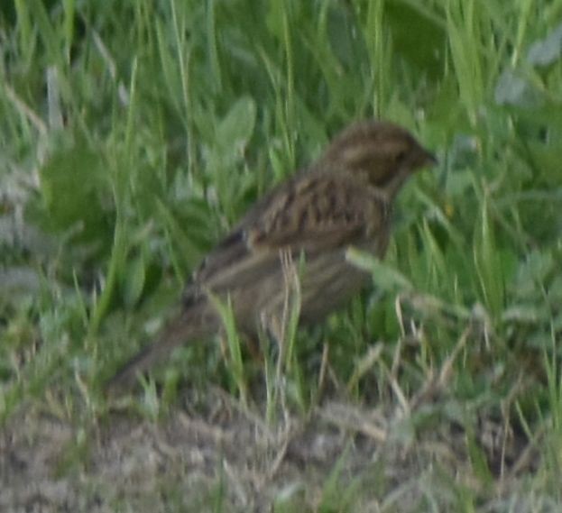 Corn Bunting - ML619786311