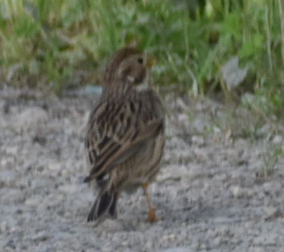 Corn Bunting - ML619786314