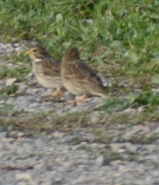 Corn Bunting - ML619786315