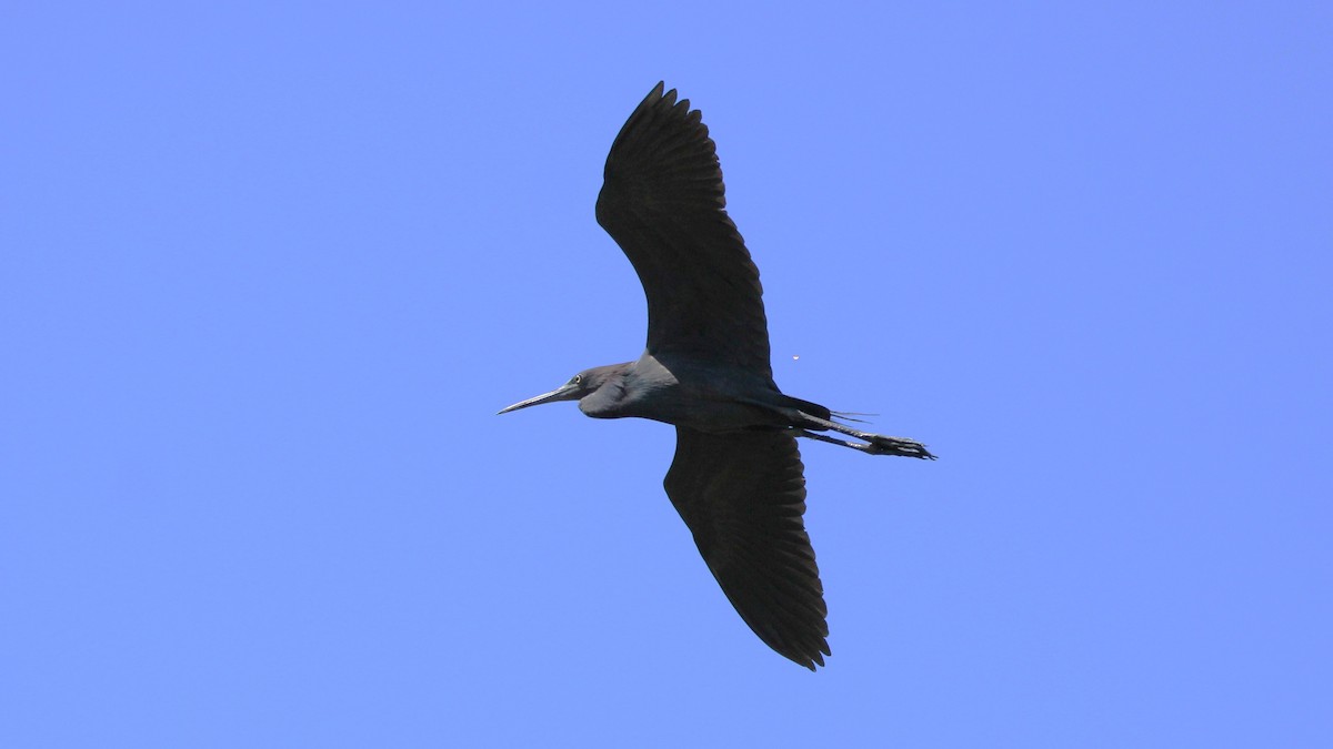 Little Blue Heron - ML619786333