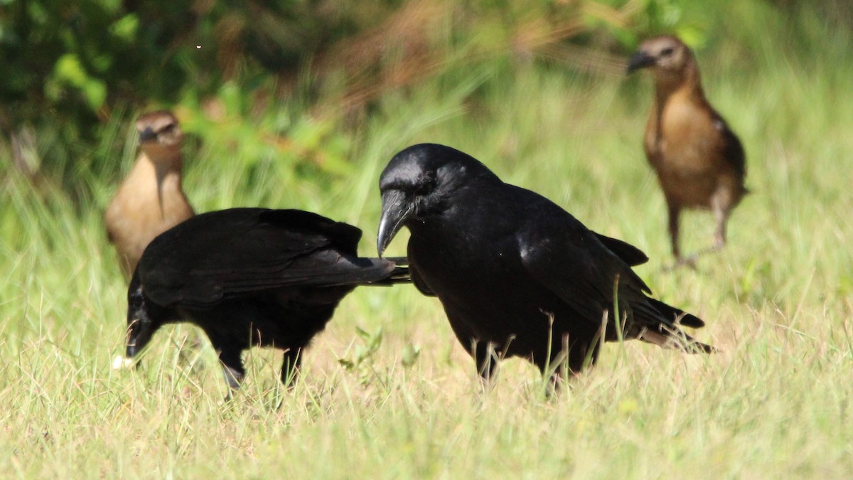 Fish Crow - Vincent Palmer