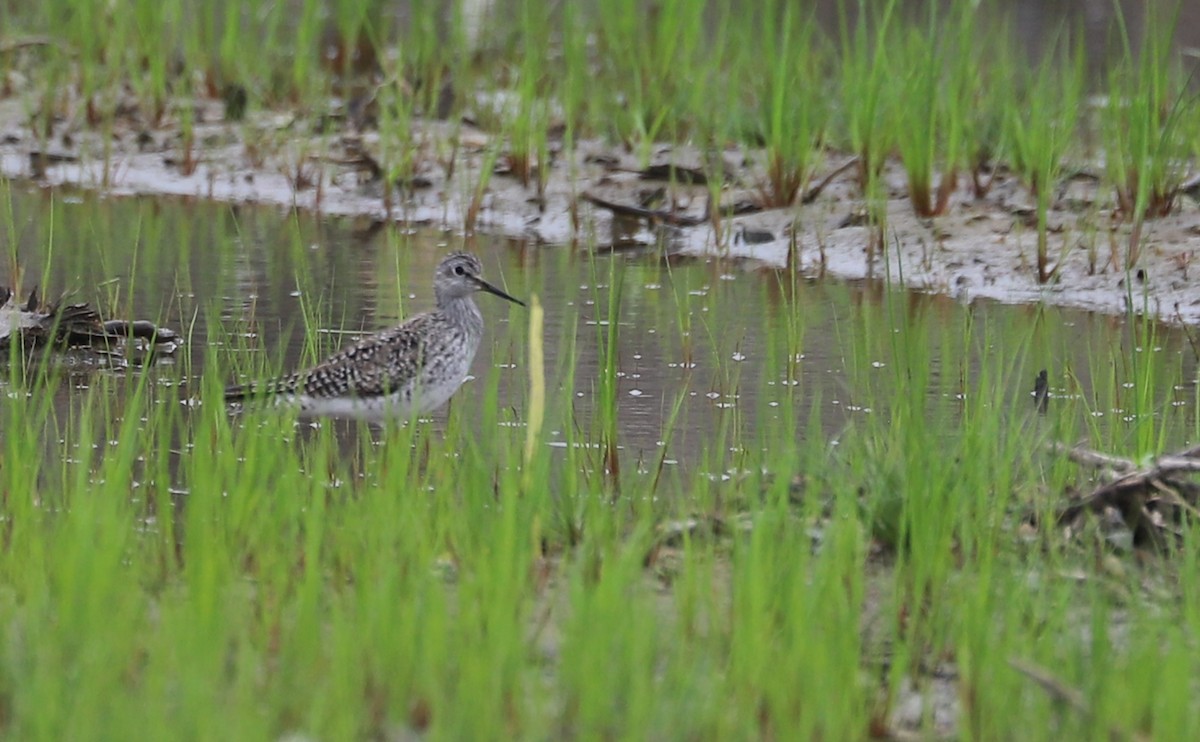 Lesser Yellowlegs - ML619786358