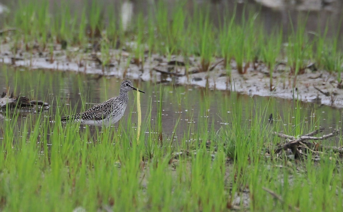 Lesser Yellowlegs - ML619786359