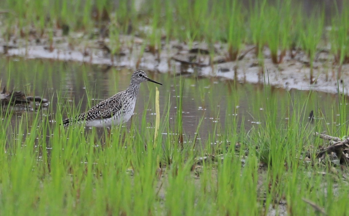 Lesser Yellowlegs - ML619786362